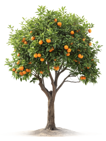 Árbol De Naranja, Naturaleza, Bosque, Verde, Tronco, Hojas, Paisaje, Sombra, Ecológico, Planta (7)